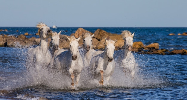 Foto cavalli bianchi della camargue al galoppo lungo la spiaggia del mare