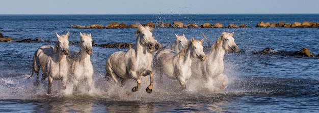 海のビーチに沿って疾走する白いカマルグ馬