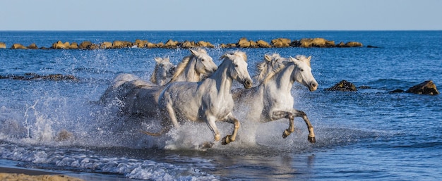 海のビーチに沿って疾走する白いカマルグ馬