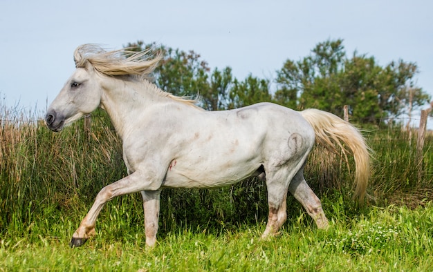 White Camargue Stallion beautiful runs in the paddock 