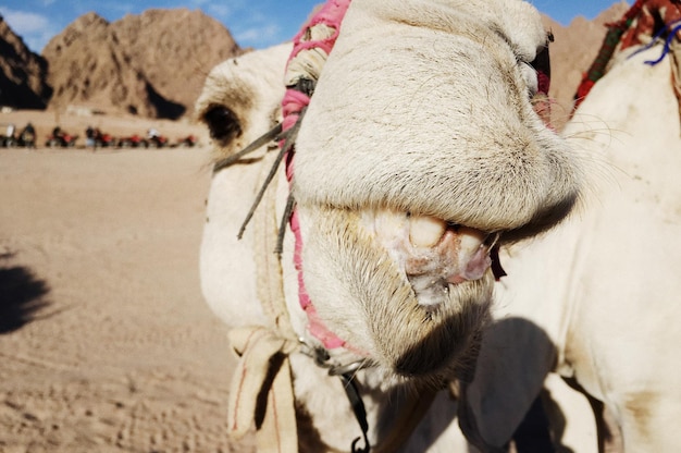 エジプトの砂漠の白いラクダ