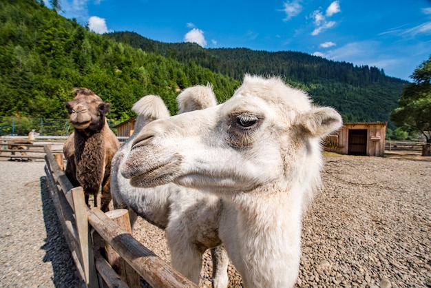 White camel in the park on a background of forests and mountains