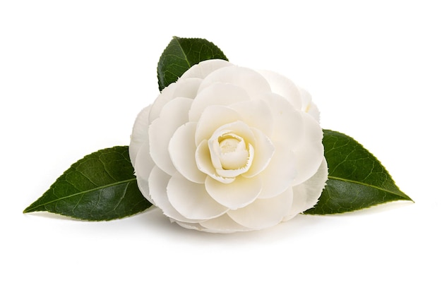 White camellia flower and leaves isolated on white background