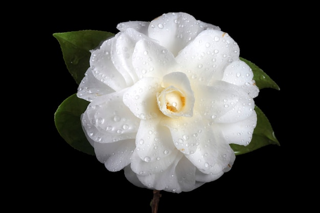 White camellia isolated on black