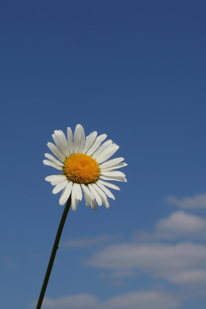 White camomile over the blue sky background