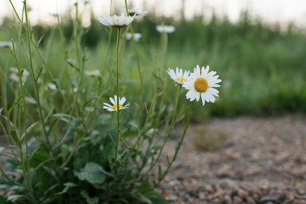 White camomile in nature in summer, close-up