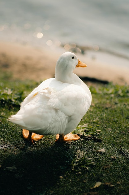 White Campbell domestic breed duck Orange beak and feet