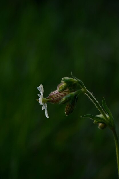 Photo white campion flower in nature close up