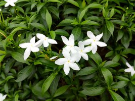 Цветки жасмина белого мыса или жасмин многоцветковый, или белый жасмин сампагита, или аравийский жасмин