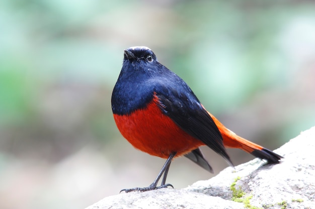 White capped Water Redstart Riverchat Chaimarrornis leucocephalus 