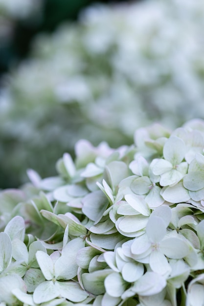 White caps of hydrangea flowers in the garden macro