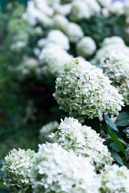 White caps of hydrangea flowers in the garden