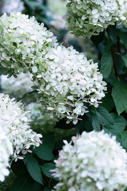 White caps of hydrangea flowers in the garden