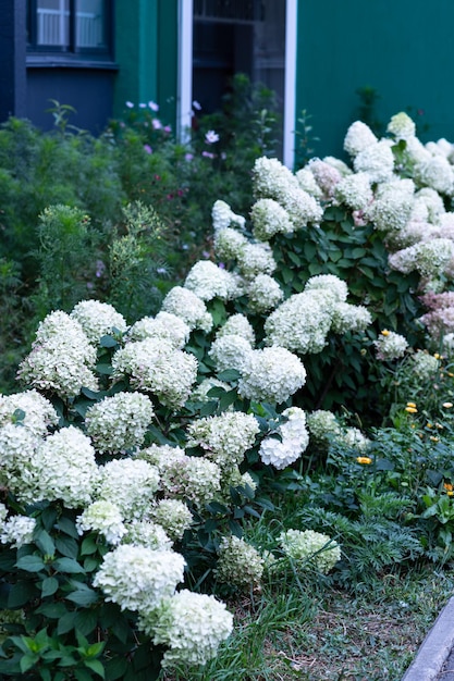 White caps of hydrangea flowers in the garden