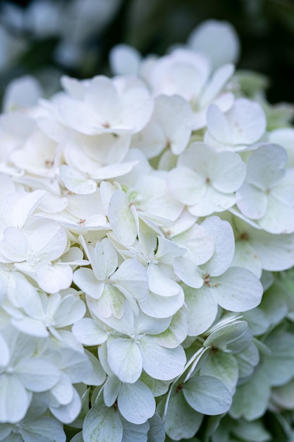 White caps of hydrangea flowers in the garden