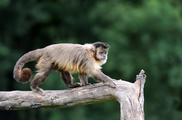 White capuchin monkey on a branch in nature