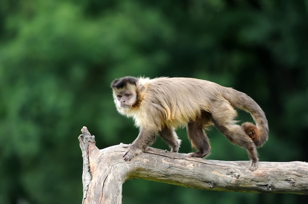 White capuchin monkey on a branch in nature