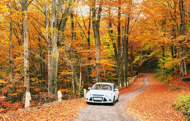 White car on a forest trail.