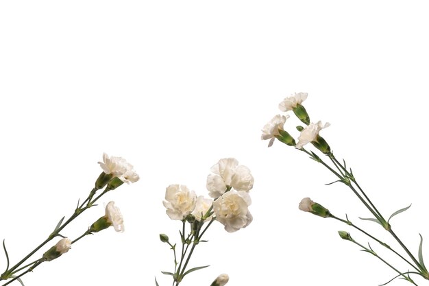 白い背景に孤立した白いカーネーションの花