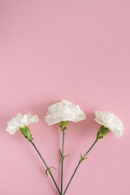 White carnation flower on pink pastel background. Copy space. Flat lay. Nature concept top view