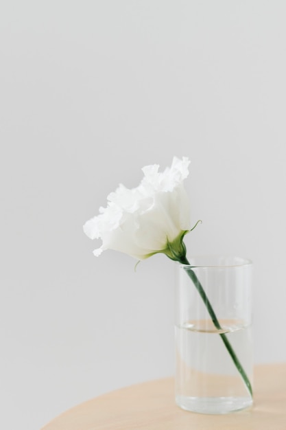 White carnation in a glass