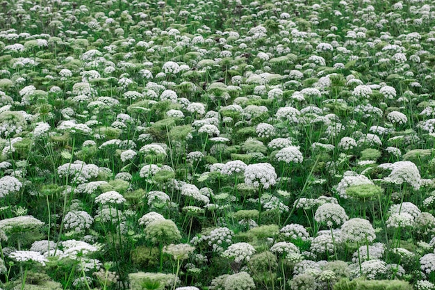 white carrot flowers in a blooming flower field