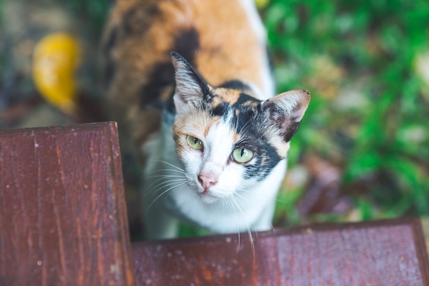 Foto il gatto bianco che alterna lo sguardo arancione alla telecamera