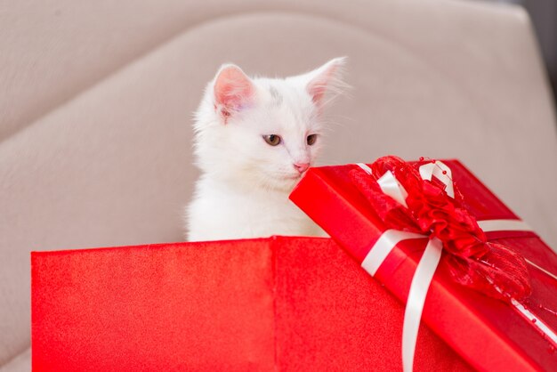 White cat as present in red box