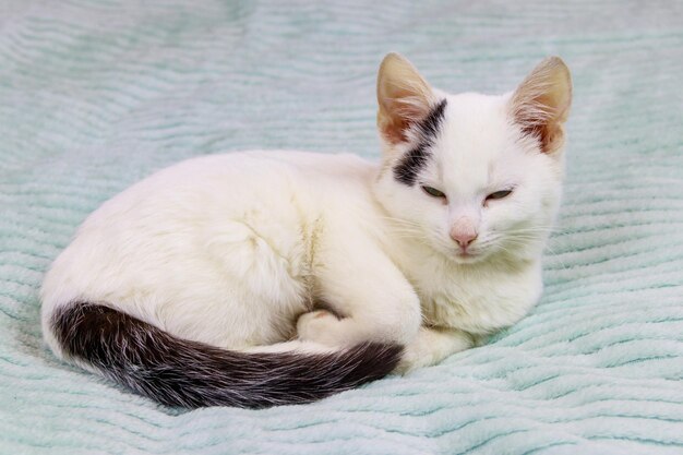 White cat on a bed at home