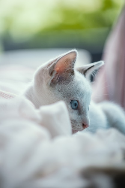 White cat on the bed