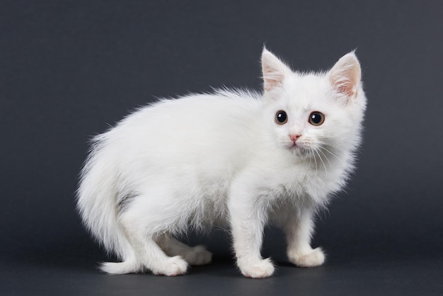 White cat on black