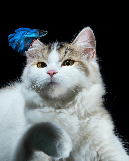 White cat and blue betta fish with black background