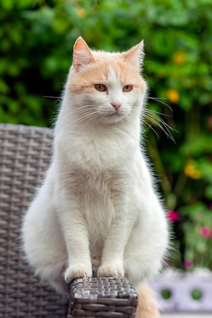 White cat breed (Turkish Van) sits close-up on the street...