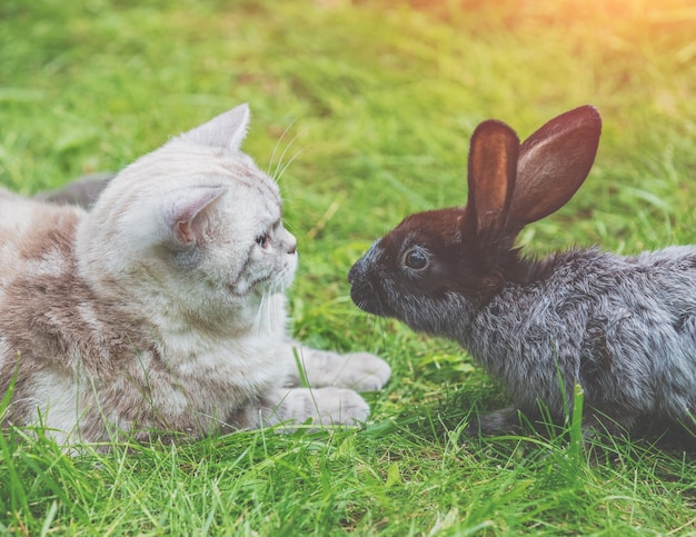 White cat and brown rabbit sitting together on green grass in spring. Easter concept