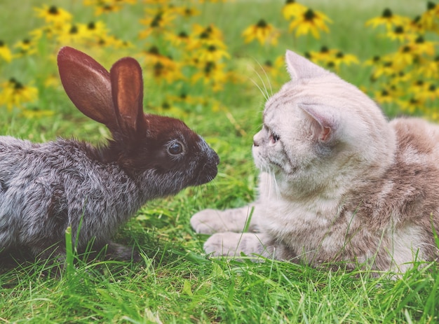 Foto gatto bianco e coniglio marrone seduti insieme su un prato verde nel giardino di primavera