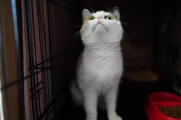 A white cat in a cage with a red box behind it.