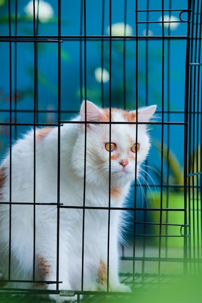 White cat in cage