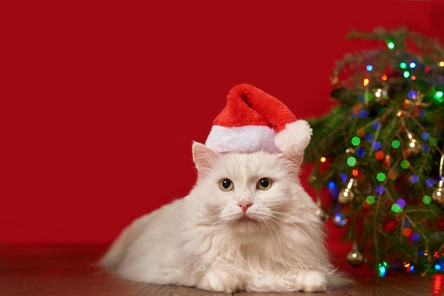 Photo white cat in christmas hat santa claus lies under christmas tree, red background, for new year card