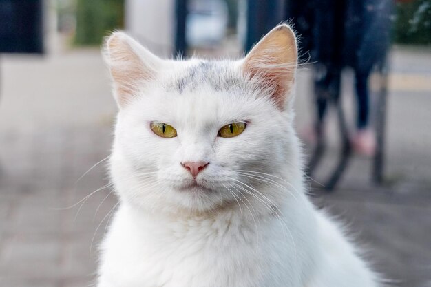 White cat close up on blurred background