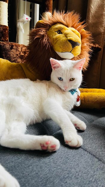 White cat close up with heterochromia