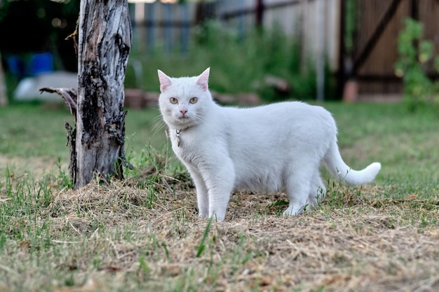 White cat closeup at an old tree in the garden near the house