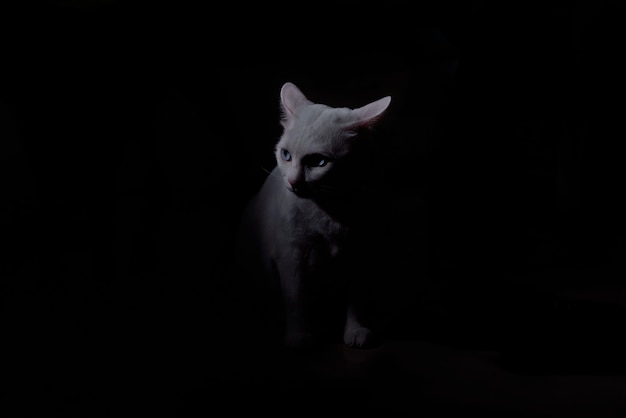 White cat in dark room dark concept