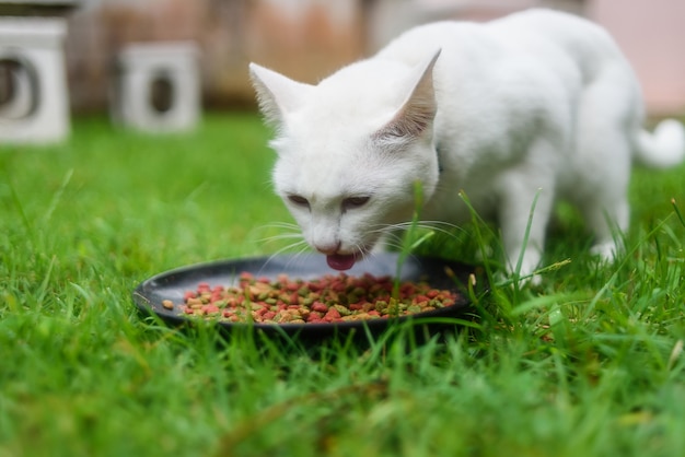 Gatto bianco che mangia sull'erba