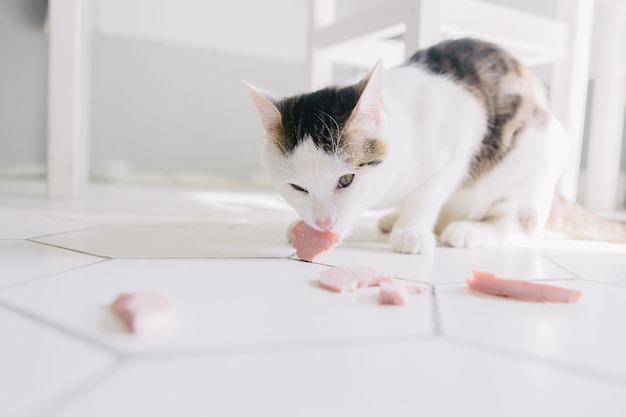 White cat eats sausage on the floor, funny cat