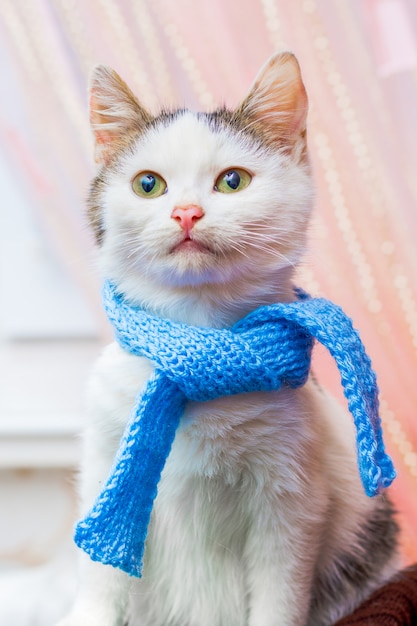 White cat in a fashionable blue scarf in the office