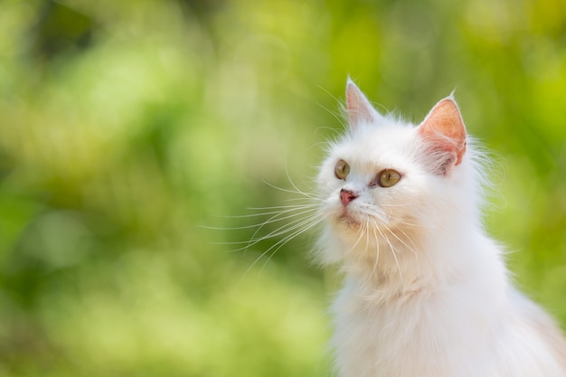 White cat In the garden