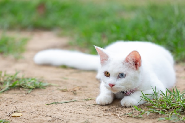 정원에서 흰 고양이