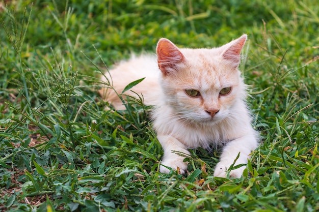 White cat in the garden