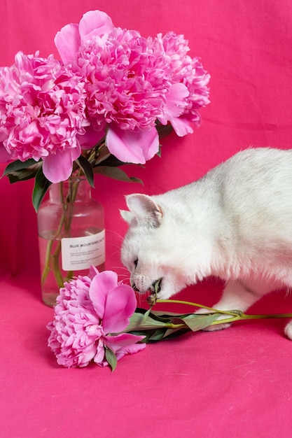 White cat gnaws pink peonies on a pink background British silver chinchilla breed