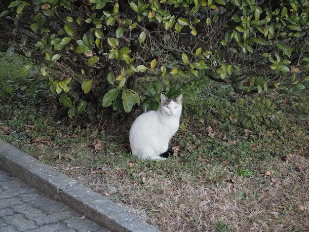 White cat in the grass